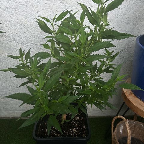 Critical growlog timeline photo