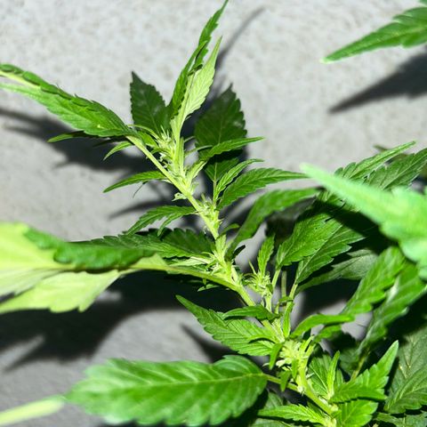 Critical growlog timeline photo