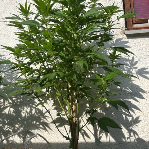 Critical growlog timeline photo
