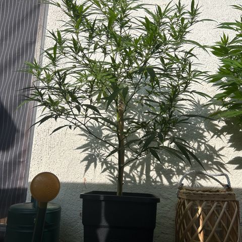 Critical growlog timeline photo