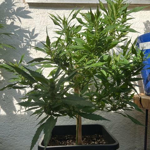 Critical growlog timeline photo
