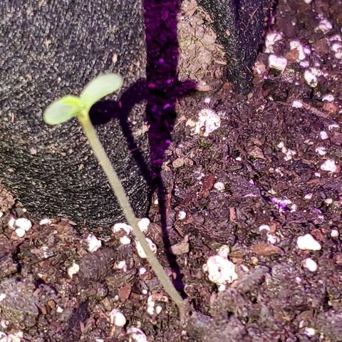 Riff raff #2 growlog photo: 4 inches
