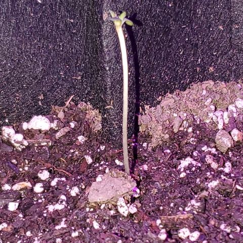 Riff raff #2 growlog photo: 4 inches