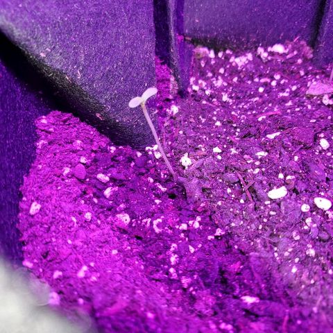 Riff raff #2 growlog photo: 4 inches