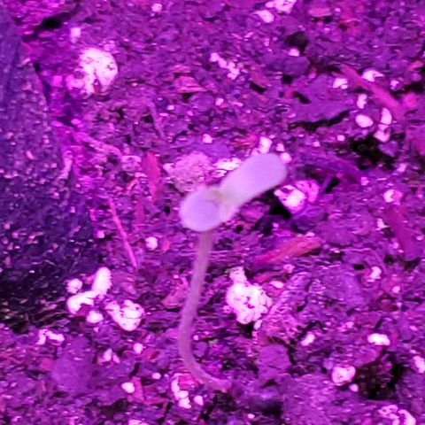Riff raff #2 growlog timeline photo