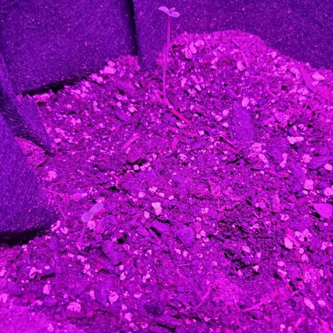 Riff raff #2 growlog timeline photo
