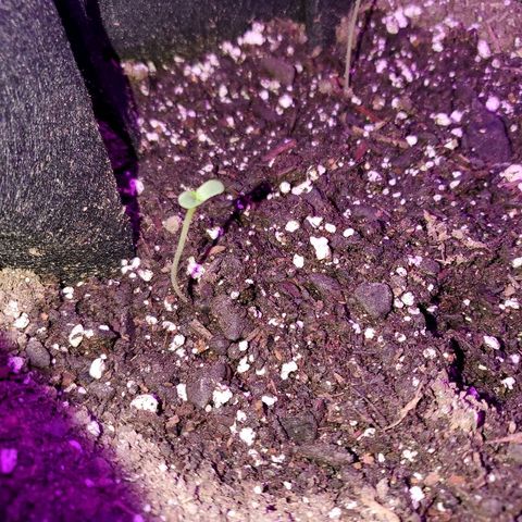 Riff raff #2 growlog timeline photo