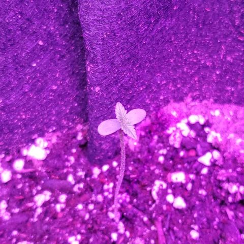 Riff raff #2 growlog photo: Great