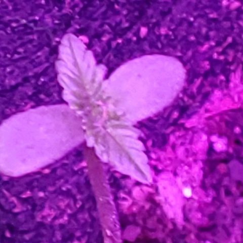 Riff raff #2 growlog photo: Great