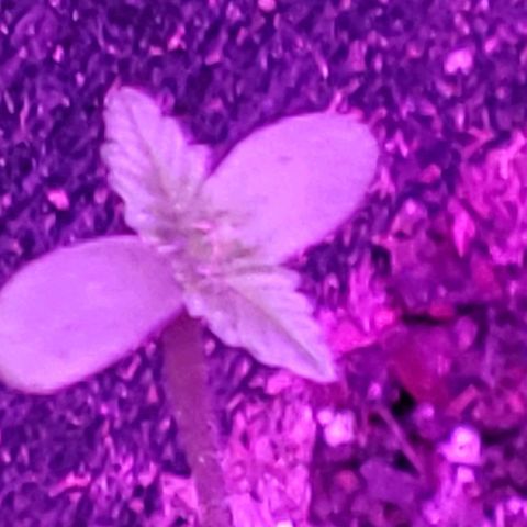 Riff raff #2 growlog photo: Great