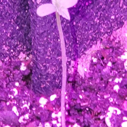 Riff raff #2 growlog photo: Great