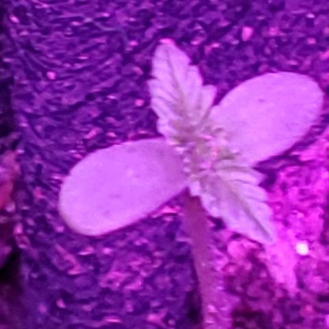 Riff raff #2 growlog photo: Great