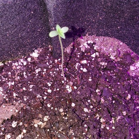 Riff raff #2 growlog photo: Great
