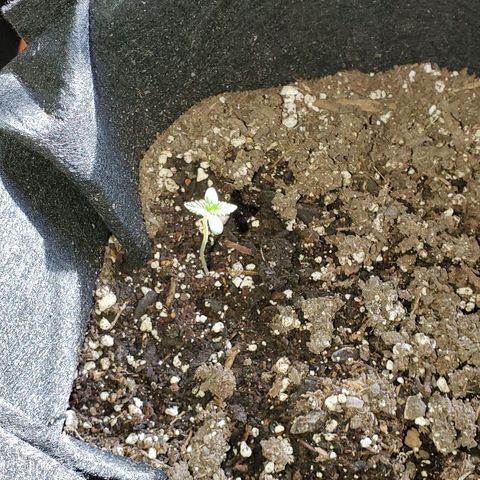 Riff raff #2 growlog photo: Put in real sun for a few hours