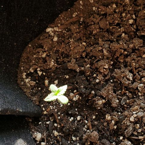Riff raff #2 growlog photo: Put in real sun for a few hours