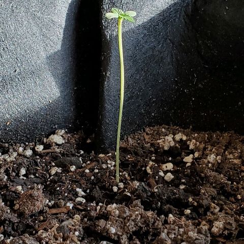 Riff raff #2 growlog photo: Put in real sun for a few hours