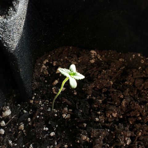 Riff raff #2 growlog photo: Put in real sun for a few hours