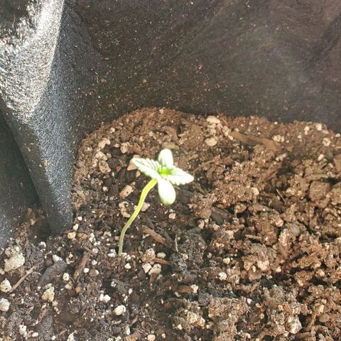Riff raff #2 growlog photo: Put in real sun for a few hours