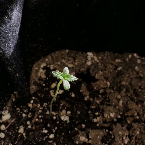Riff raff #2 growlog photo: Put in real sun for a few hours