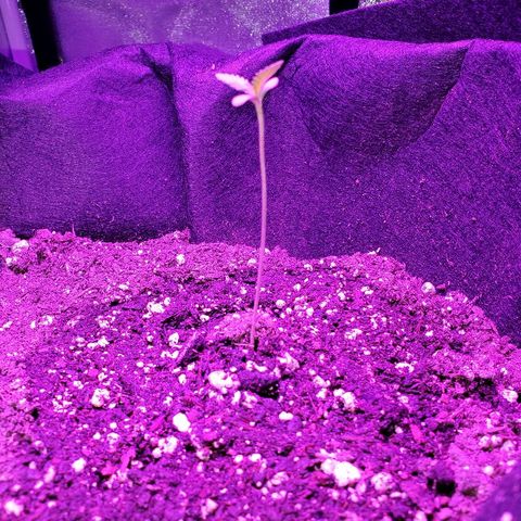 Riff raff #2 growlog photo: Extra leaves