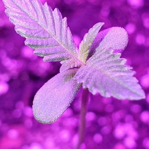 Riff raff #2 growlog photo: Good