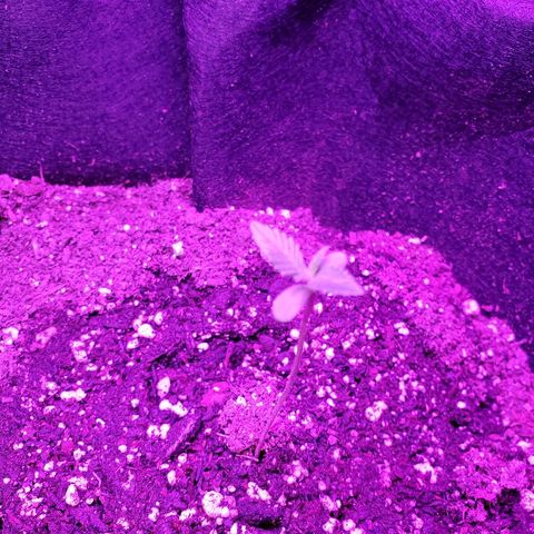 Riff raff #2 growlog photo: Good