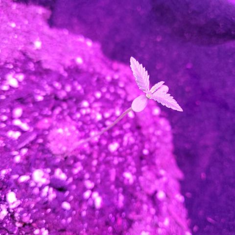 Riff raff #2 growlog photo: Good