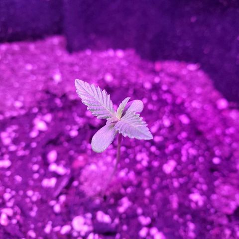 Riff raff #2 growlog photo: Good
