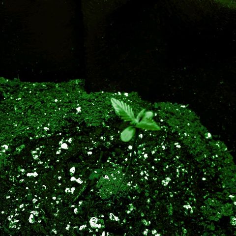 Riff raff #2 growlog photo: Good