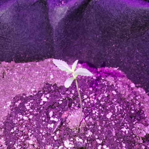 Riff raff #2 growlog photo: Doing good