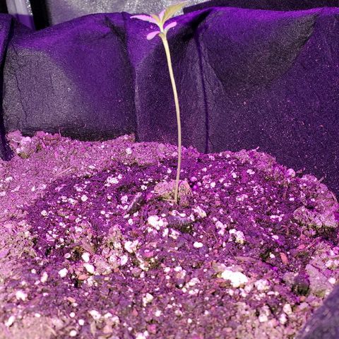 Riff raff #2 growlog timeline photo