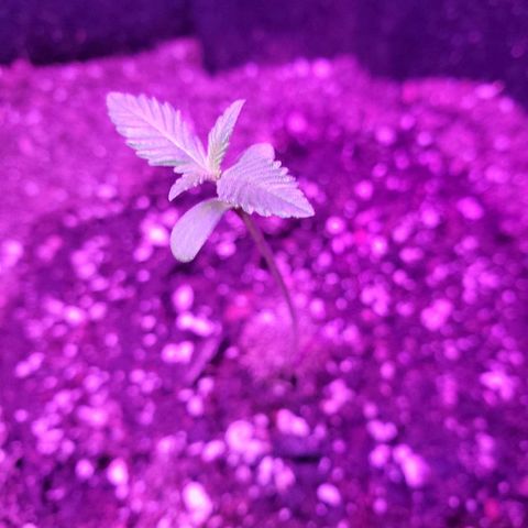 Riff raff #2 growlog timeline photo