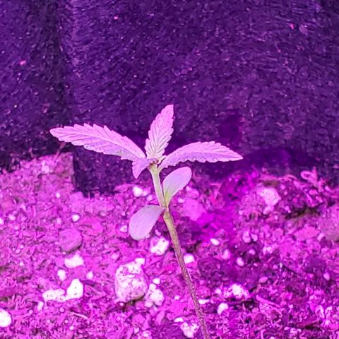 Riff raff #2 growlog photo: Gnat seen.