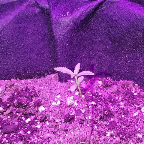 Riff raff #2 growlog photo: Gnat seen.