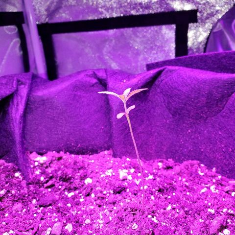Riff raff #2 growlog photo: Gnat seen.