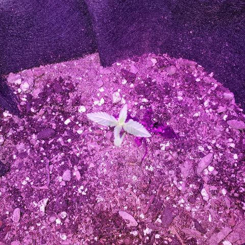 Riff raff #2 growlog photo: Gnat seen.