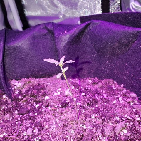 Riff raff #2 growlog photo: Gnat seen.