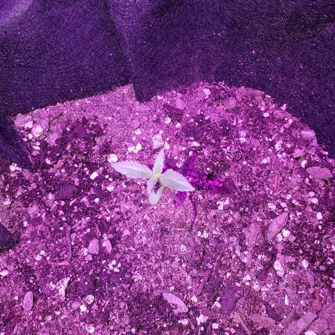 Riff raff #2 growlog photo: Gnat seen.