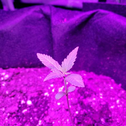 Riff raff #2 growlog photo: Good