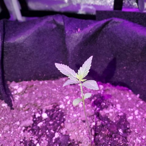 Riff raff #2 growlog photo: Good