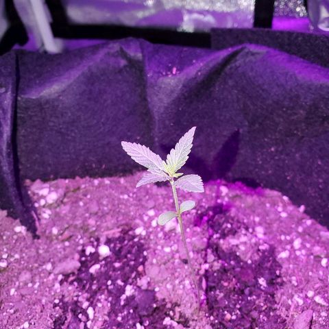Riff raff #2 growlog photo: Good