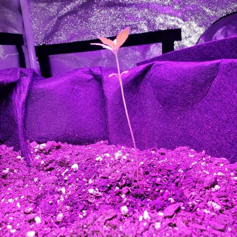 Riff raff #2 growlog photo: Good