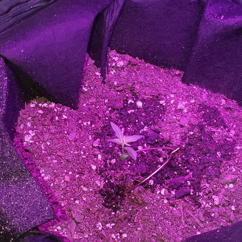 Riff raff #2 growlog photo: White fliy