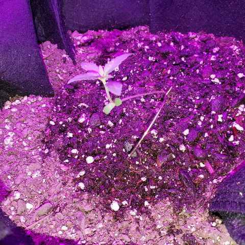 Riff raff #2 growlog photo: White fliy