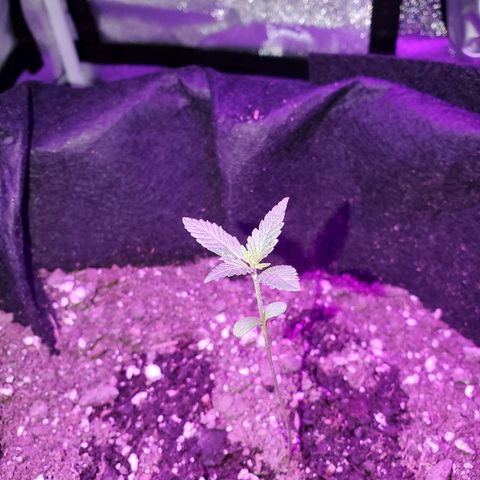 Riff raff #2 growlog photo: White fliy