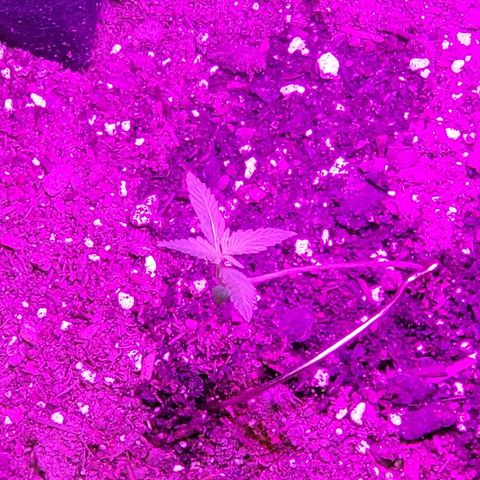 Riff raff #2 growlog photo: White fliy