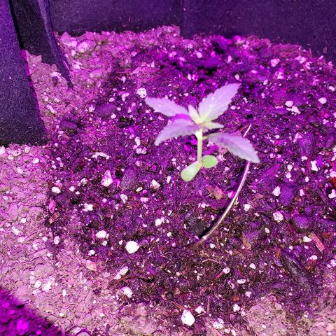 Riff raff #2 growlog photo: White fliy