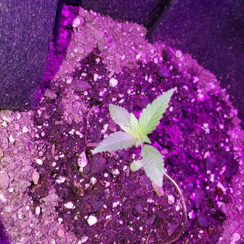 Riff raff #2 growlog photo: White fly seen agaun