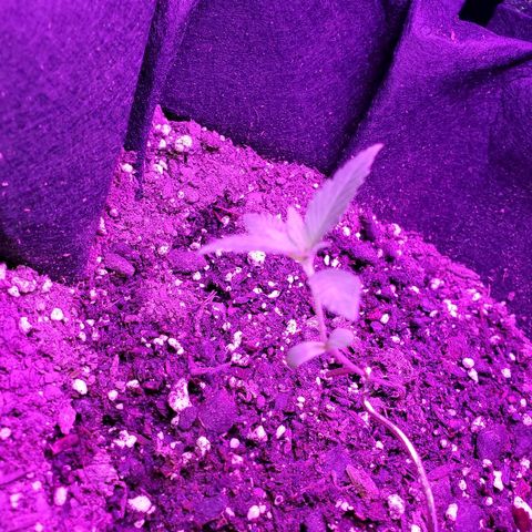 Riff raff #2 growlog photo: White fly seen agaun