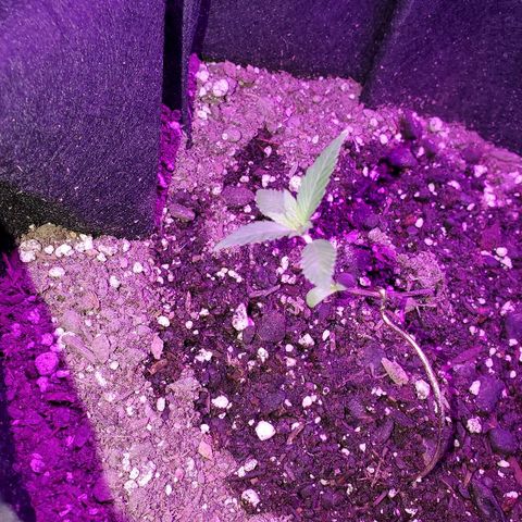 Riff raff #2 growlog photo: White fly seen agaun